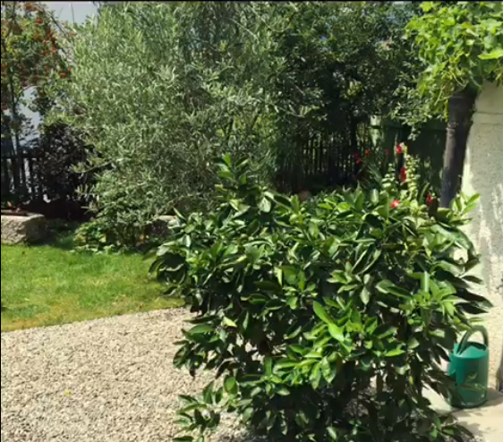 Bild Der Garten von EJ. 2