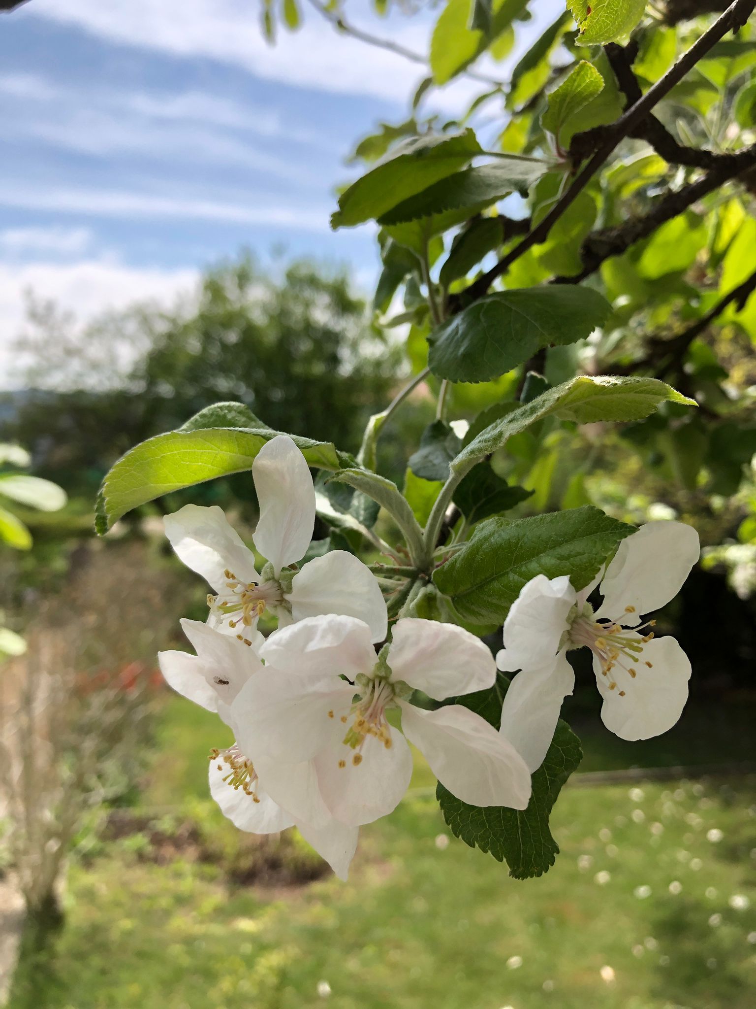 Bild Der Garten von EJ. 29